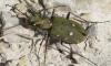 Cicindela campestris